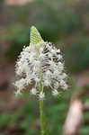 Eastern turkeybeard